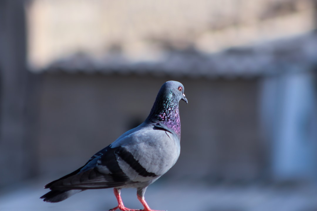 Photo Pigeon breed