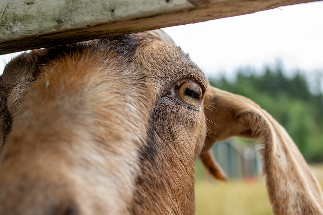 Exploring Zooville: A Fascinating Look into Animal Kingdom